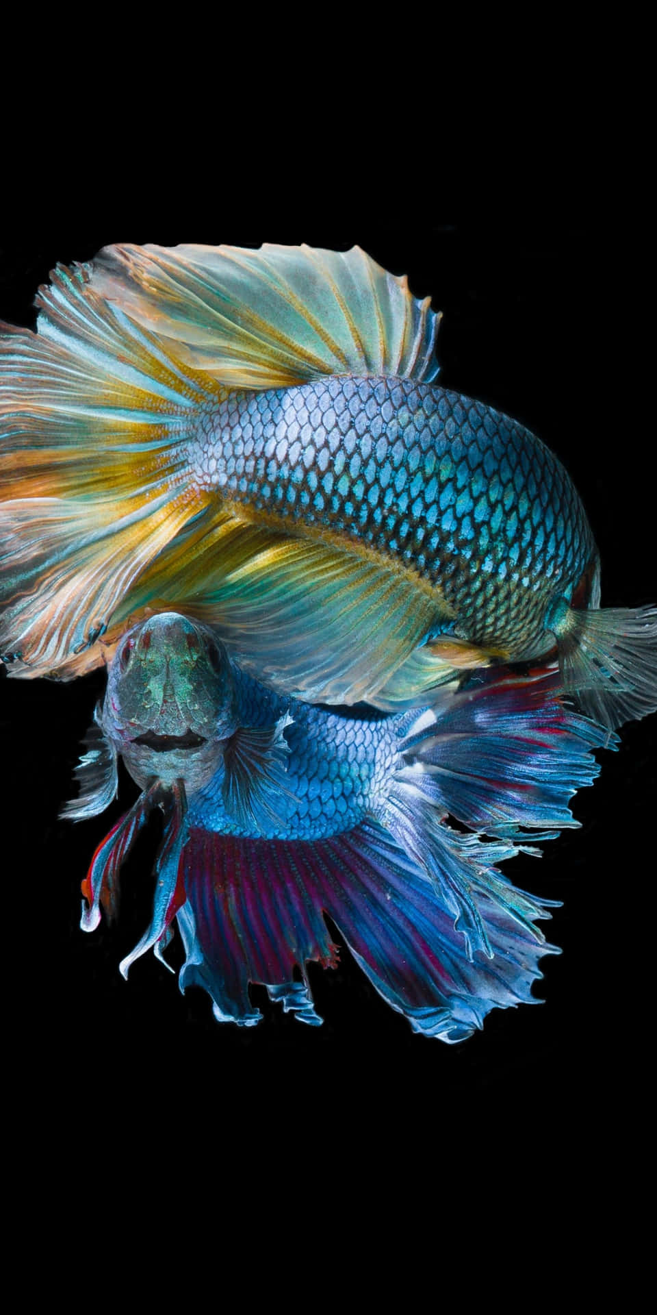 High resolution Pixel 3 Fish Background