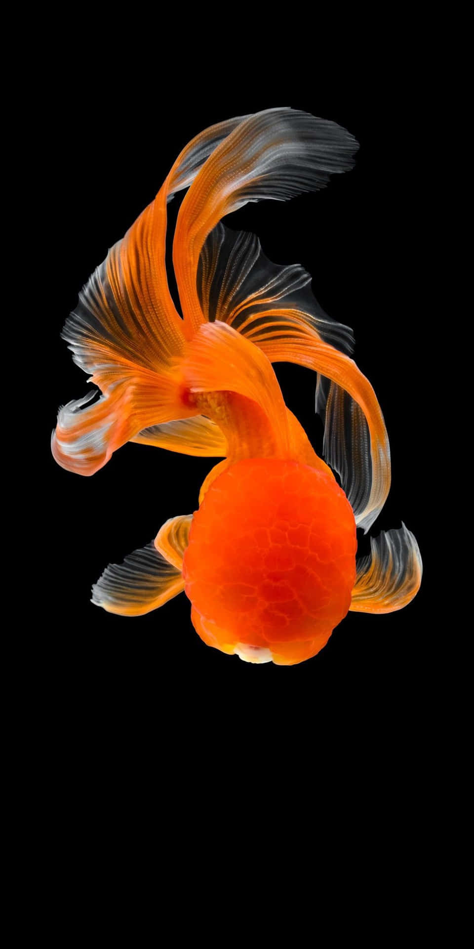 A Fish Swimming in an Aquatic Aquarium, Captured with Pixel 3