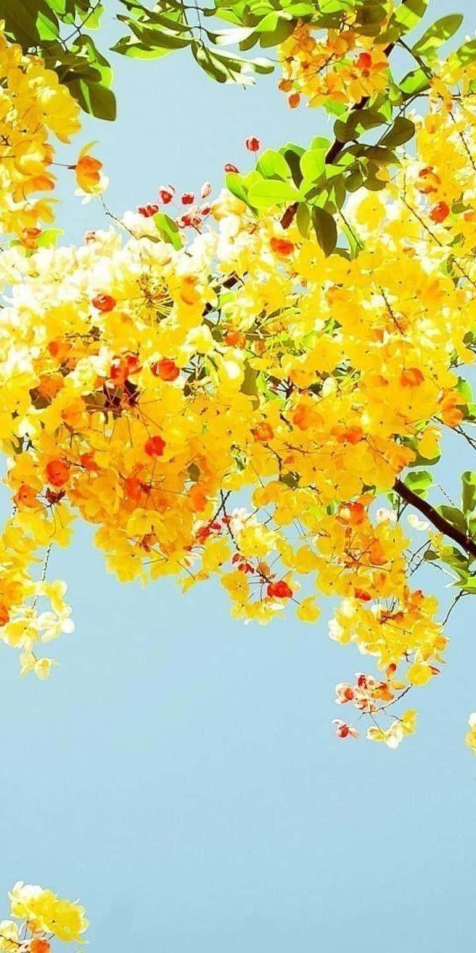 Pixel3 Hintergrund Mit Hübschen Gelben Blumen