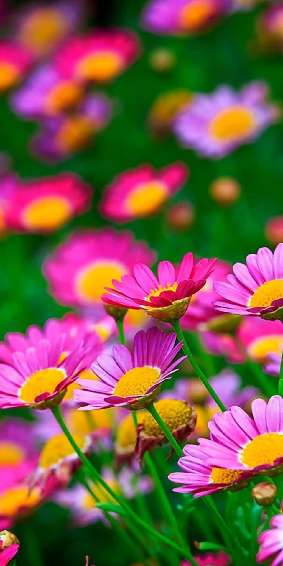 Pixel 3 Vibrant Daisy Flowers Background