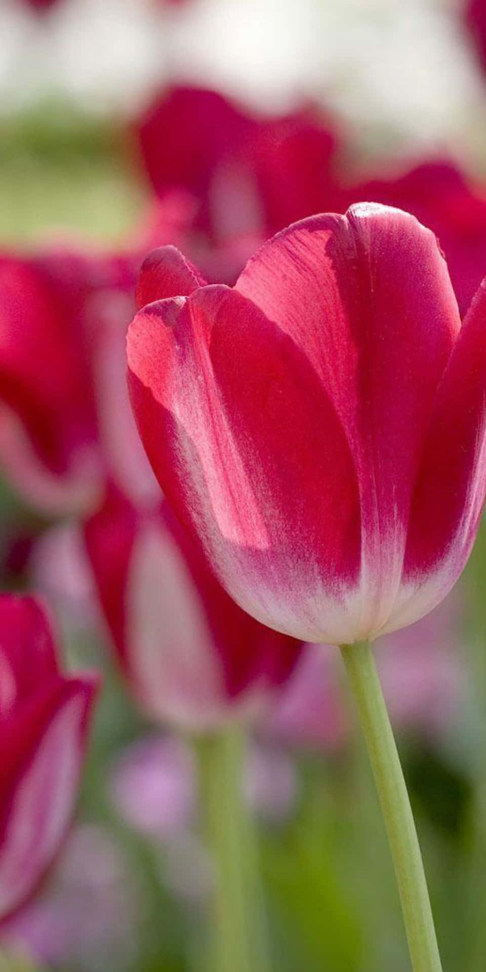 Pixel3 Blumenhintergrund Rote Tulpen
