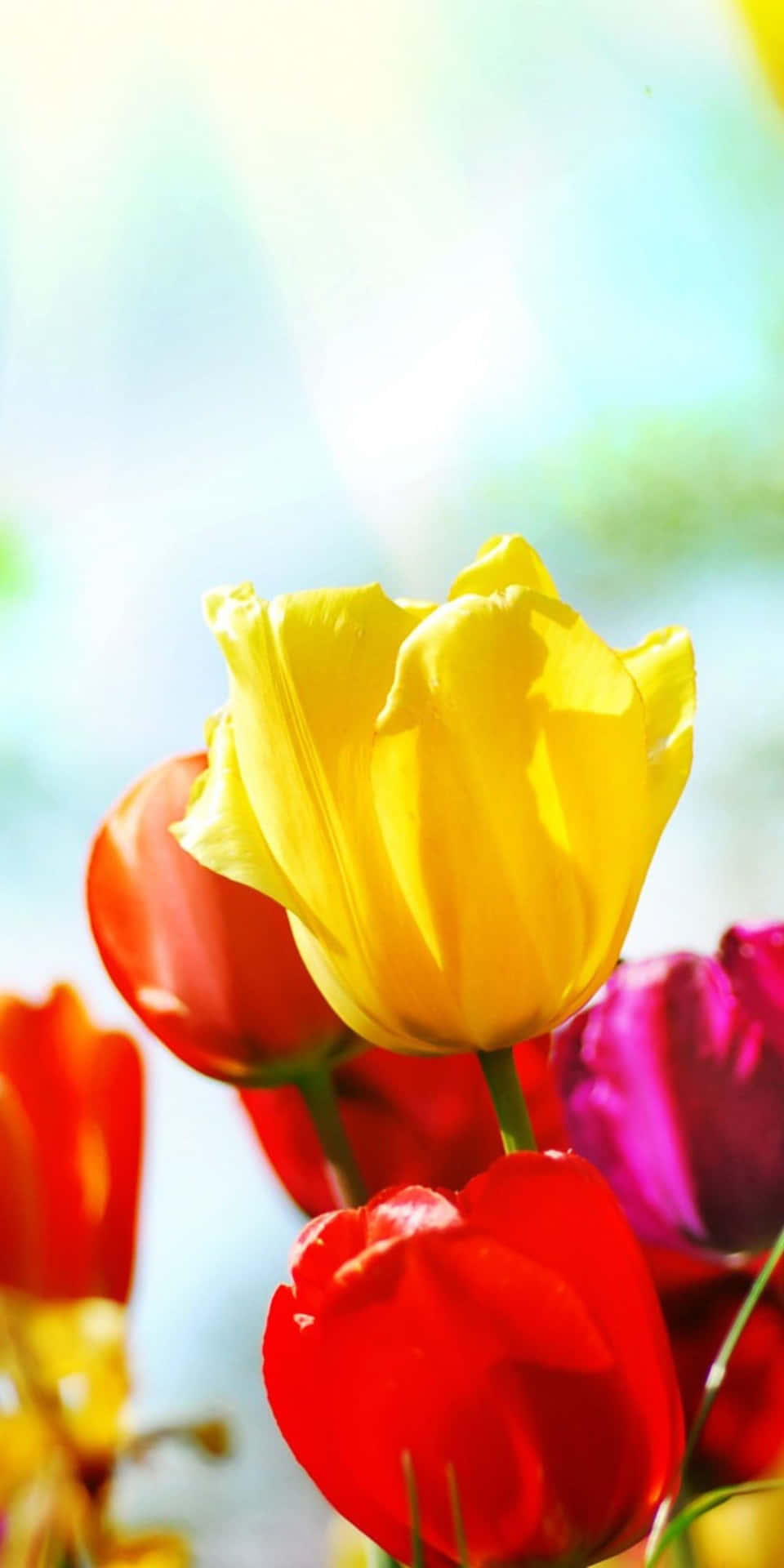 Pixel 3 Yellow And Red Tulip Flowers Background