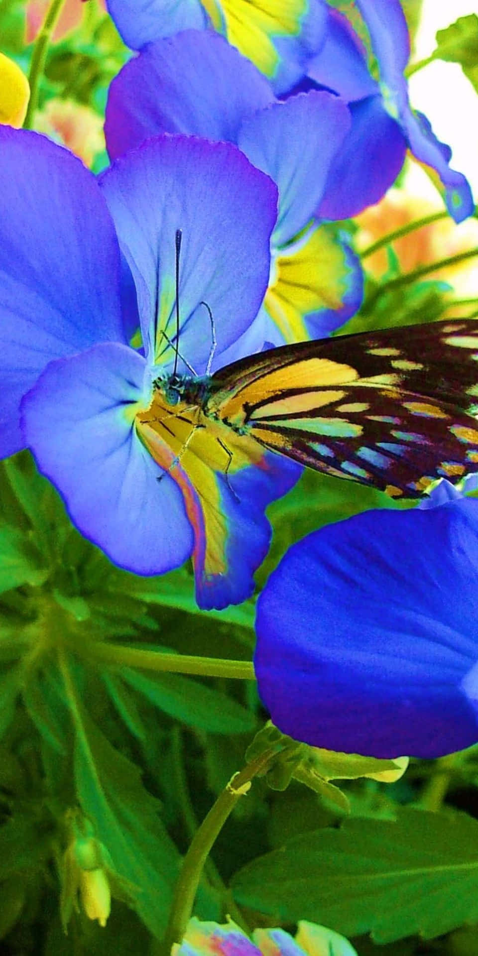 Pixel 3 Flowers Background Pansy With A Butterfly