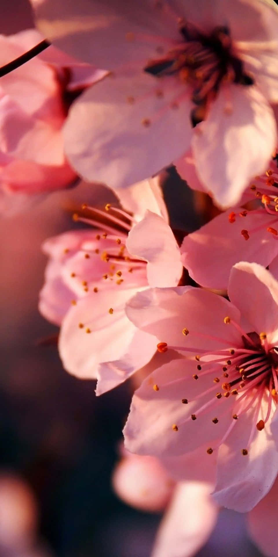 Pixel 3 Pretty Cherry Blossom Flowers Background