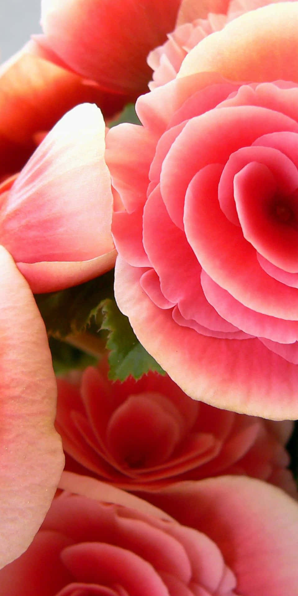 Pixel3 Hintergrund Mit Hübschen Rosa Rosenblumen