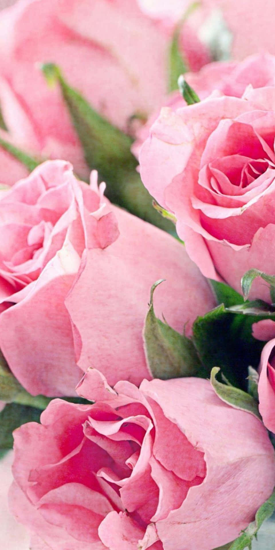 Fondode Pantalla De Flores Rosa En Pixel 3
