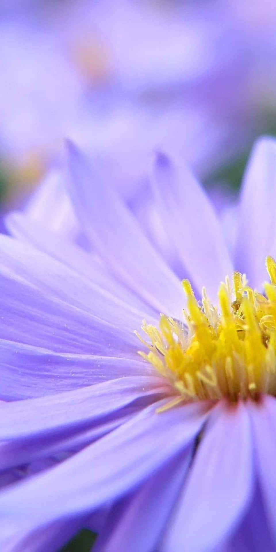 Zartespixel 3 Hintergrundbild Mit Hellvioletten Blumen