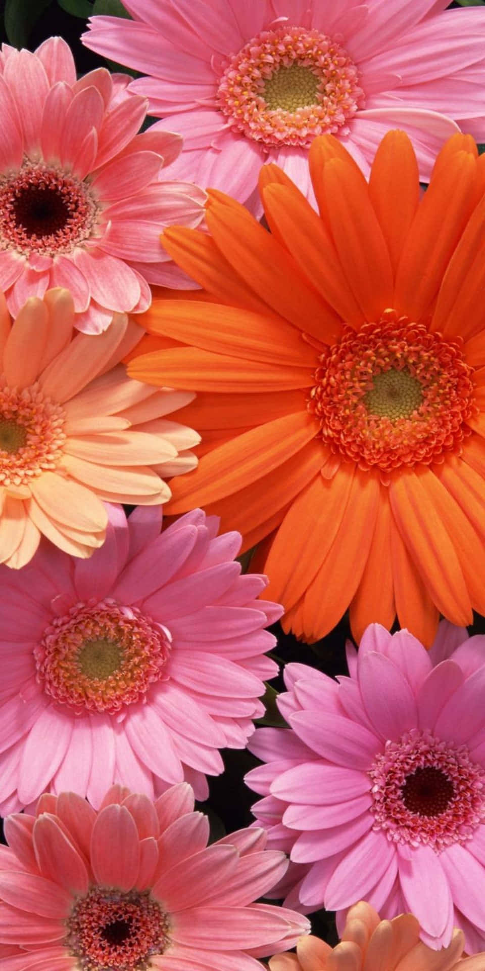 Pixel 3 Gerbera Daisy Flowers Background