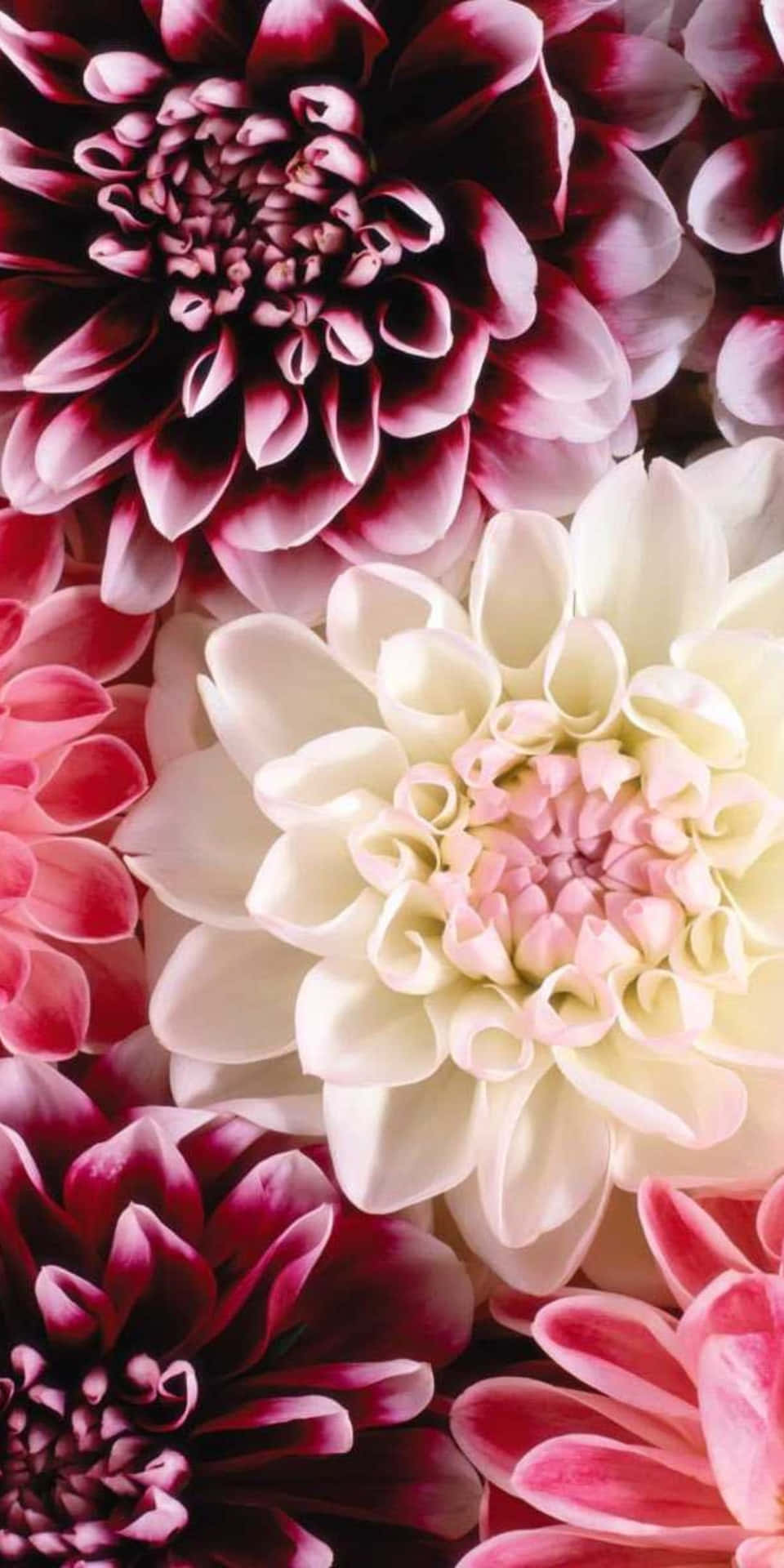 Pixel3 Hintergrund Mit Schönen Dahlienblumen