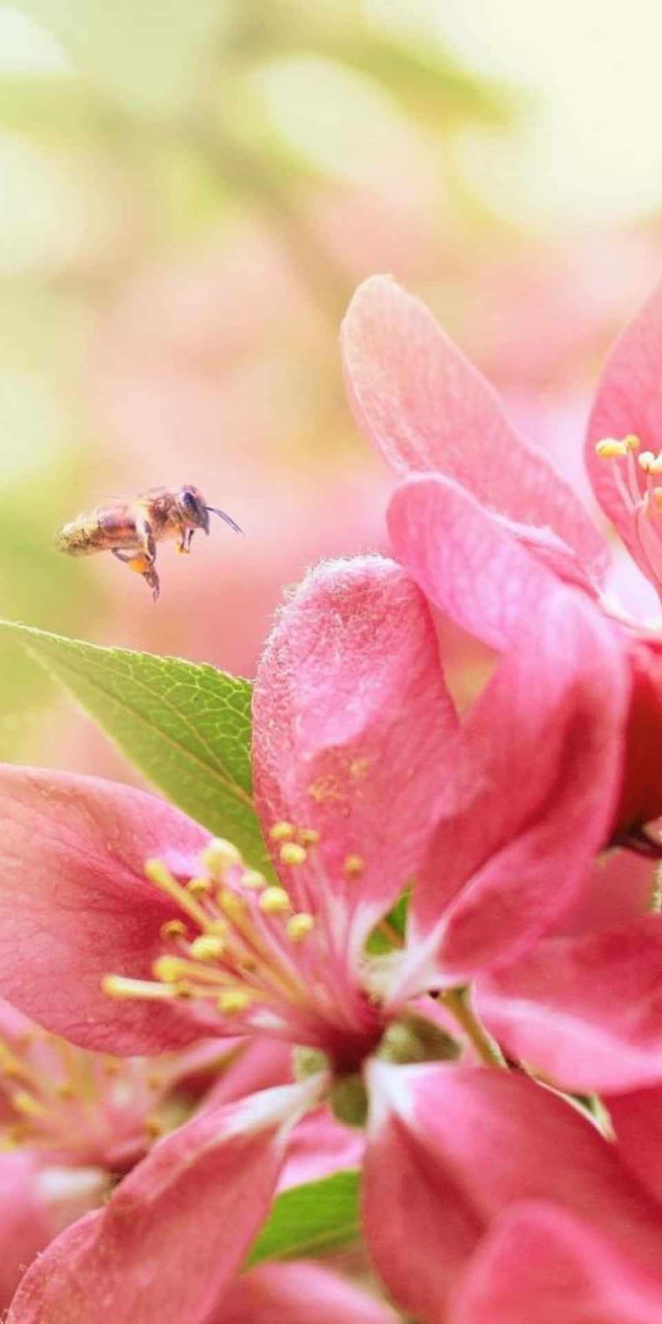 Pixel3 Blumenhintergrund Mit Rosa Blüten Und Einer Biene.