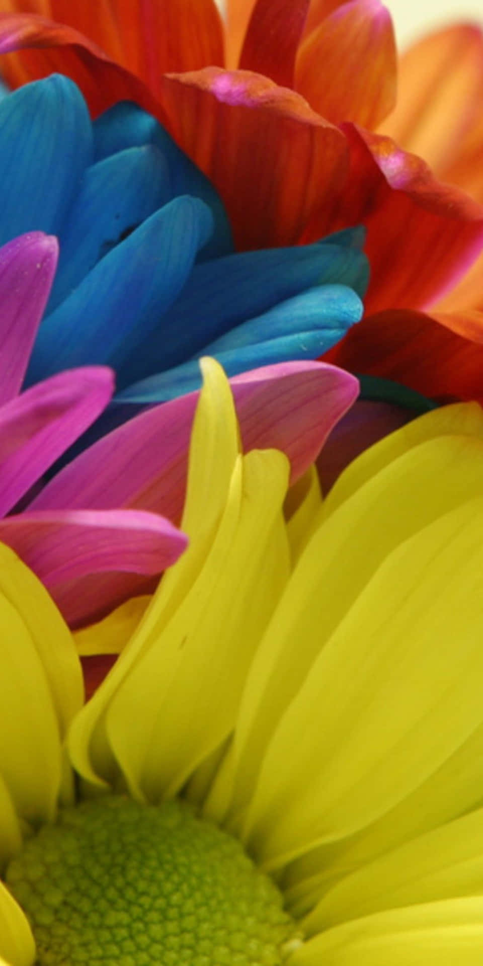 Fondode Pantalla De Flores Margaritas Coloridas Para Pixel 3