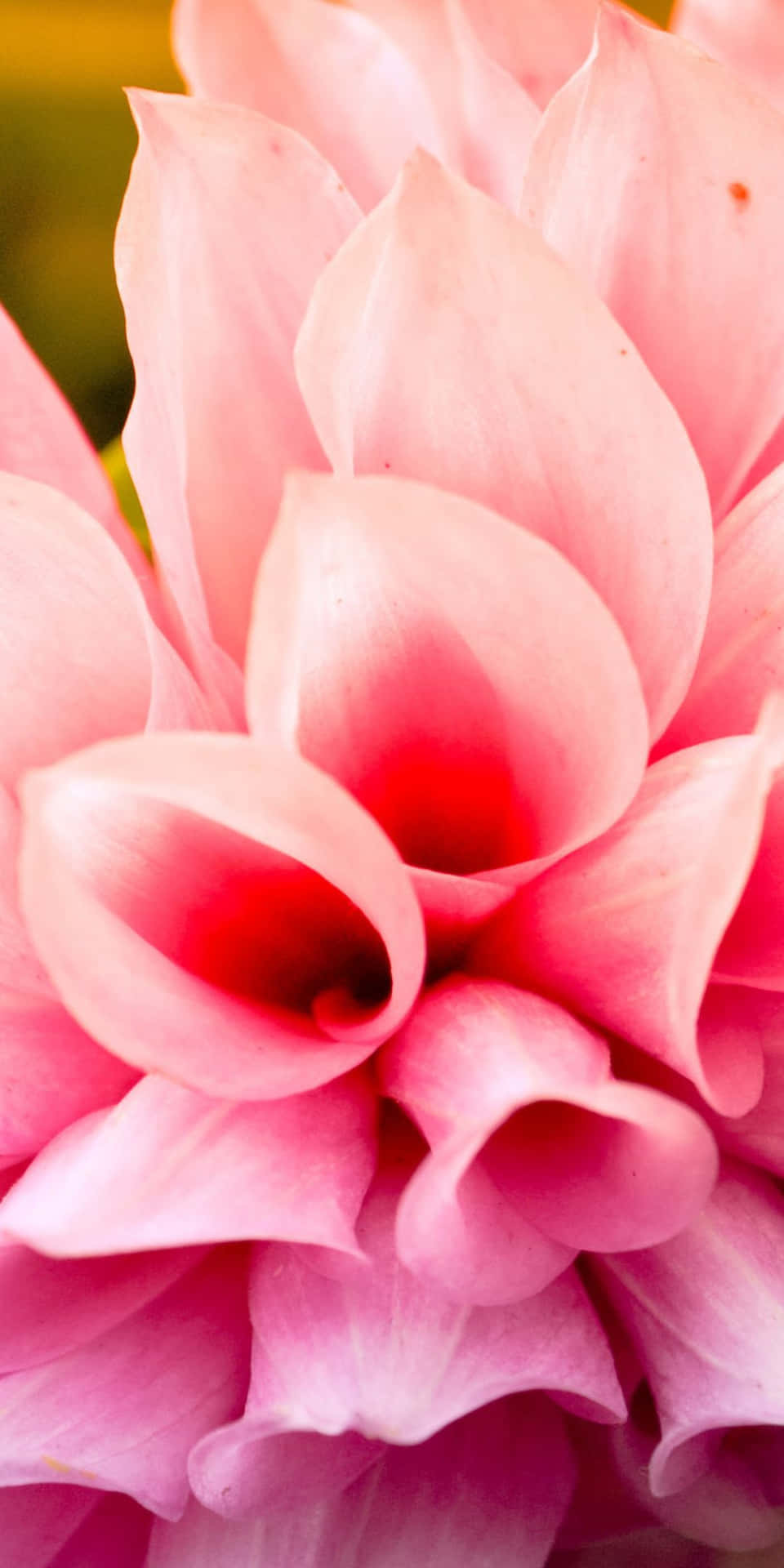 Pixel 3 Pink Flower Petals Background