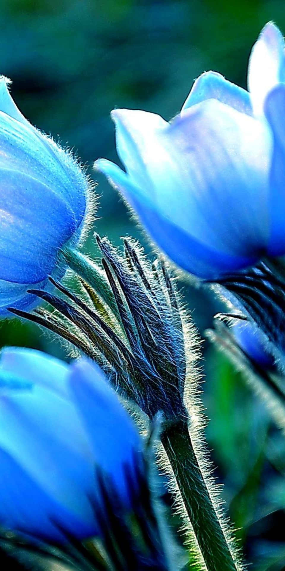 Fondode Pantalla De Flores De Pascua Oriental Azul Para El Pixel 3
