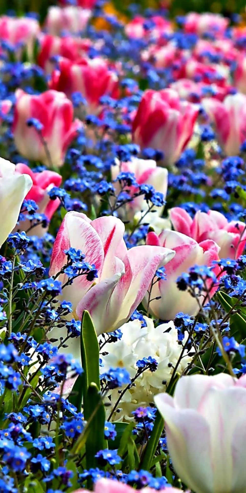 Atemberaubenderpixel 3 Blumenbusch Hintergrund