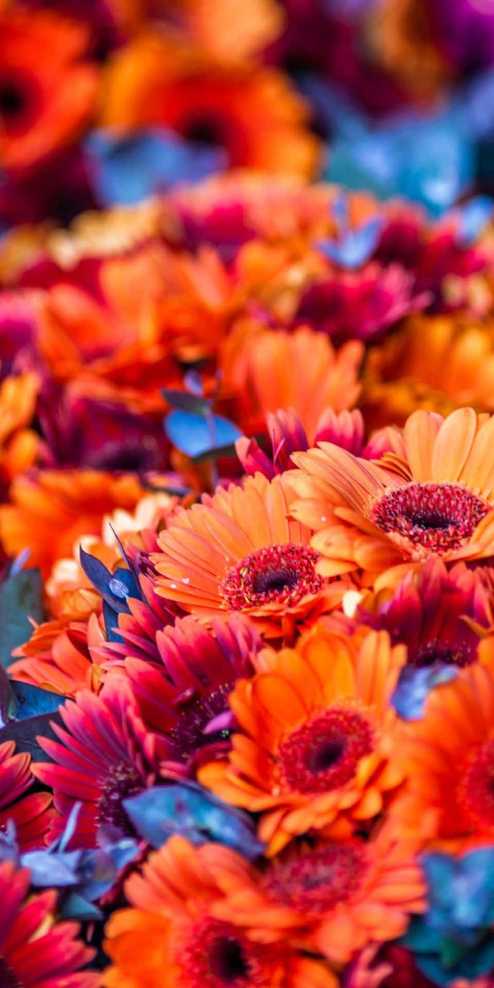 Pixel 3 Dark Orange Flowers Background