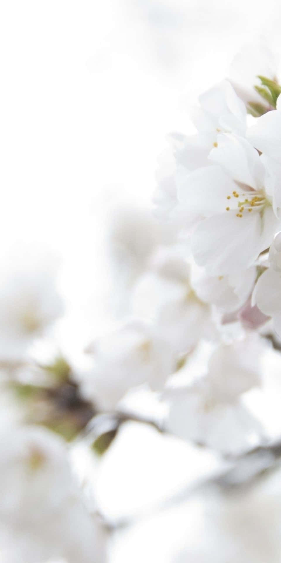 Fondode Pantalla Estético De Pixel 3 Con Flores Blancas.