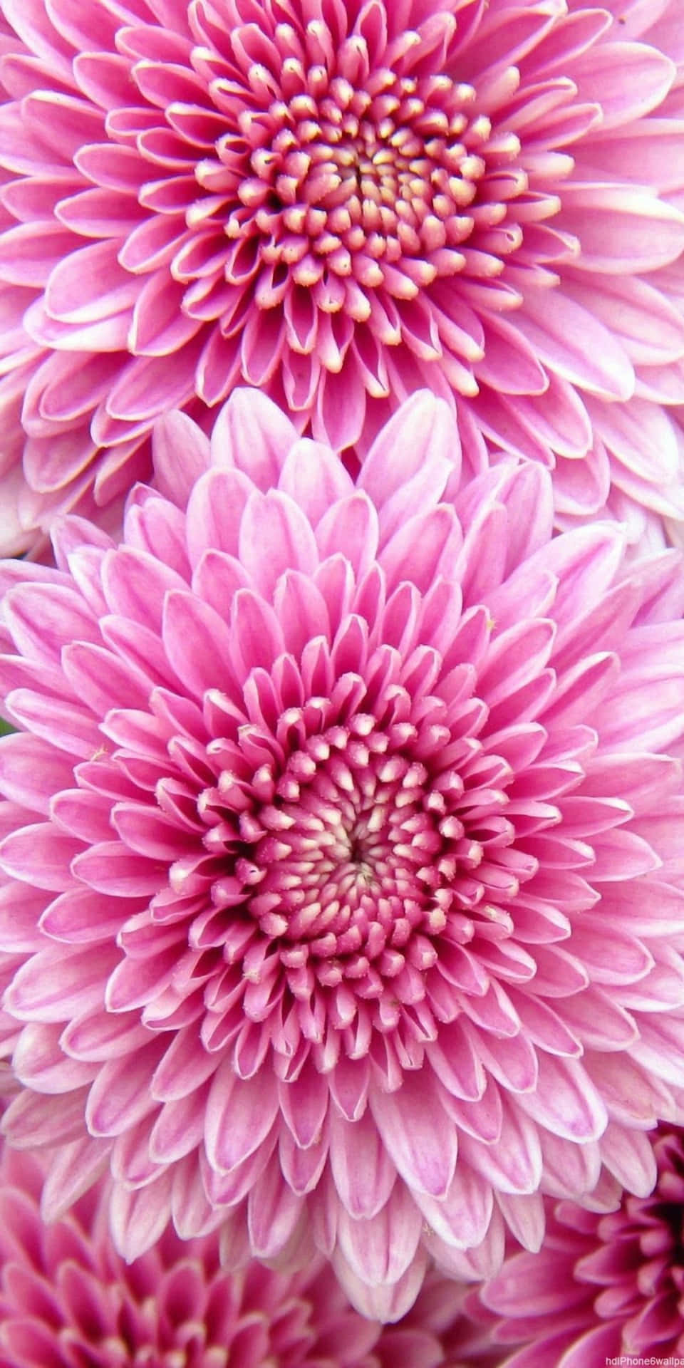 Pixel 3 Pink Chrysanthemum Flowers Background