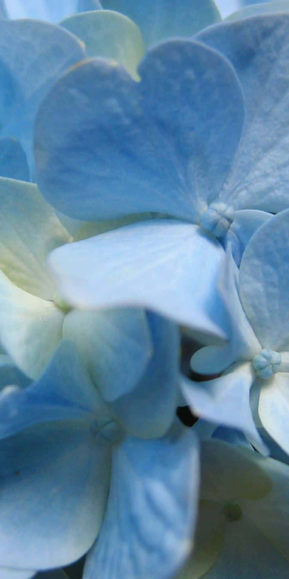 Pixel 3 Light Blue Flowers Background