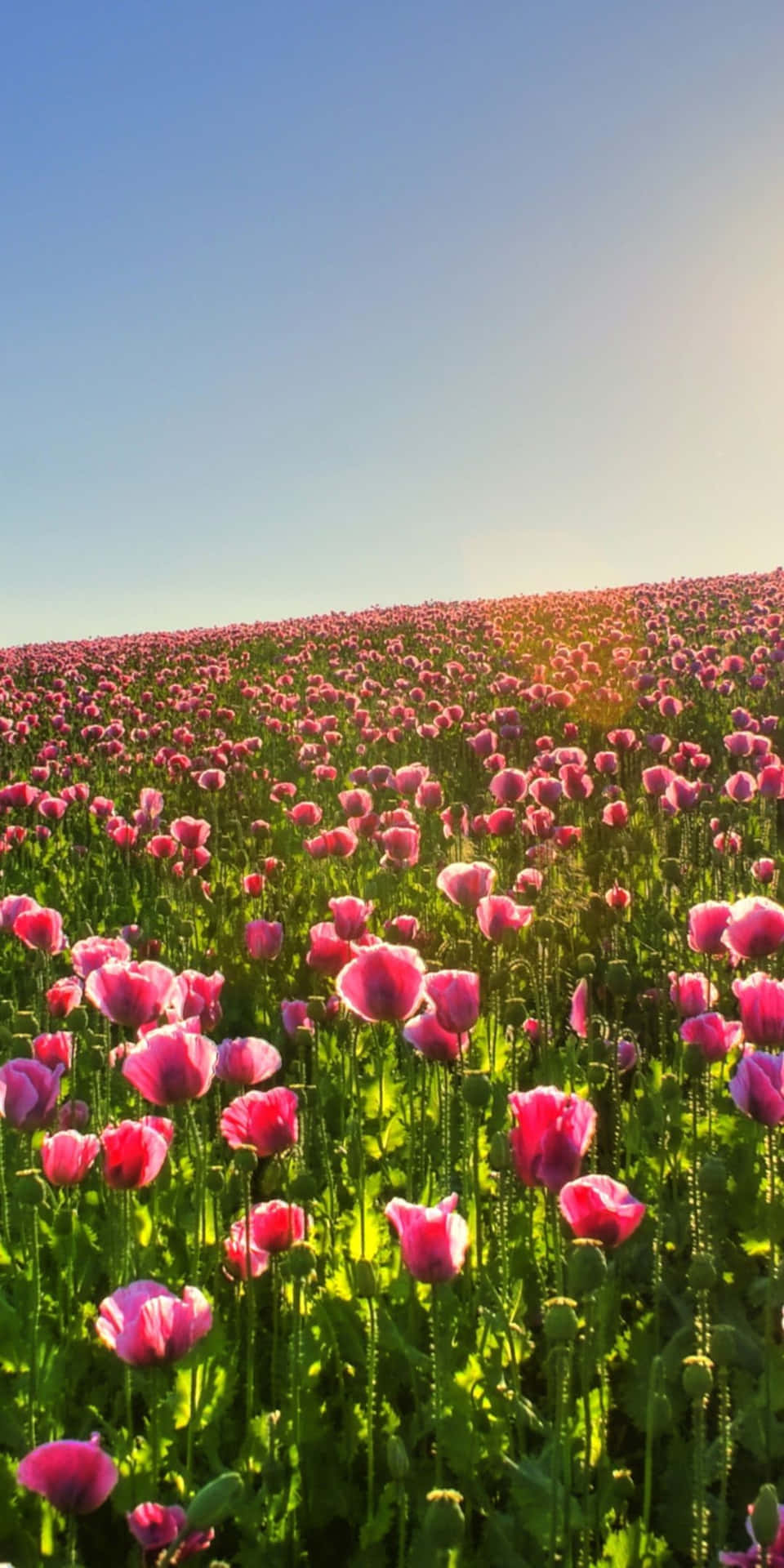 Fondode Pantalla De Pixel 3 Con Flores En Un Campo De Tulipanes.