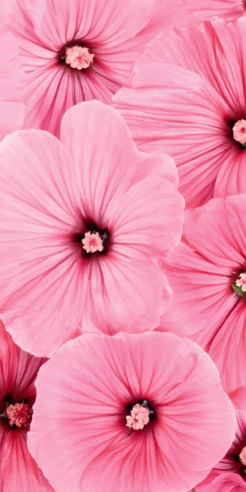 Pixel3 Vacker Rosa Blomsterbakgrund.