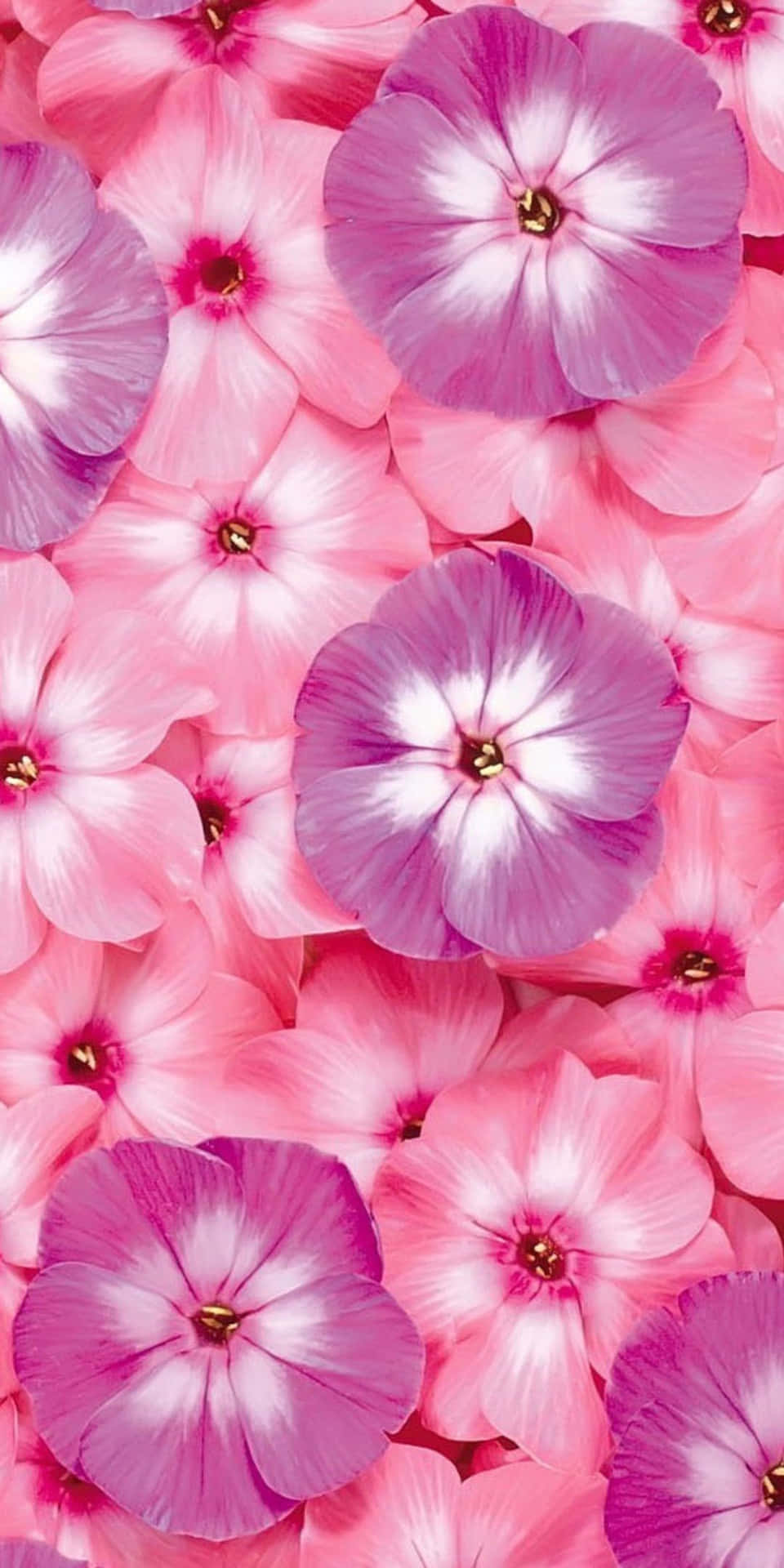 Pixel3 Hintergrund Mit Rosa Und Lila Blumen