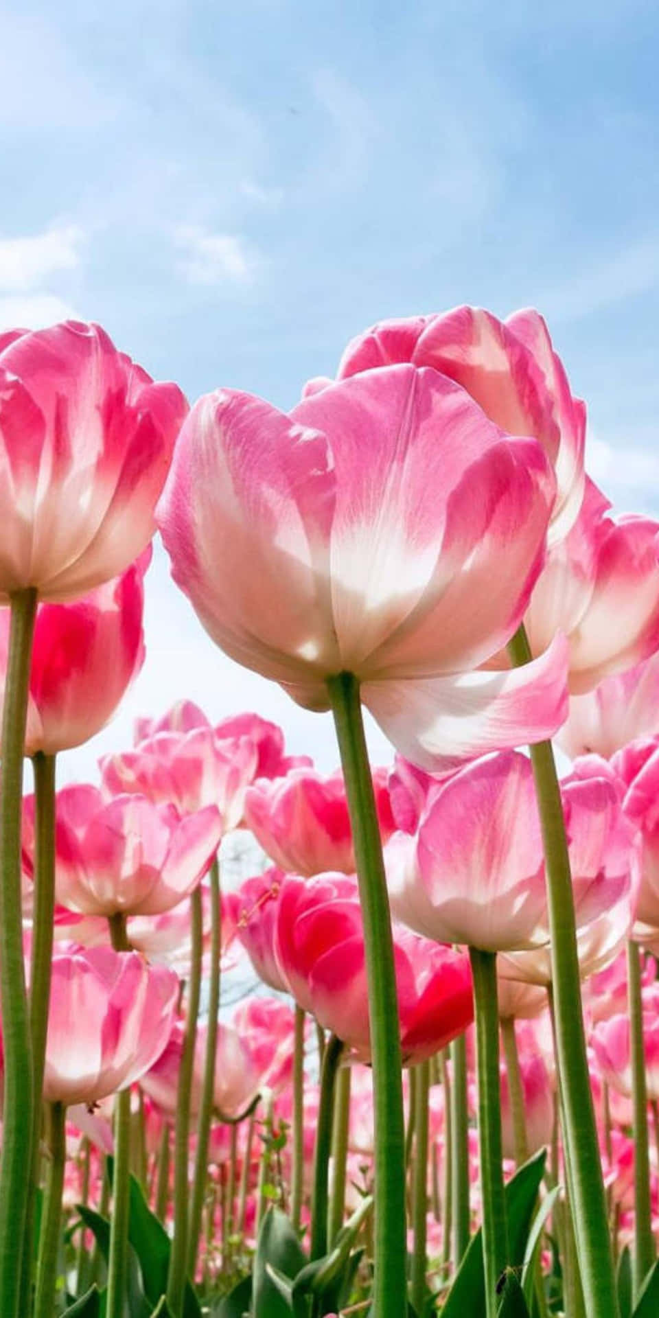 Pixel 3 Pink Tulip Flowers In A Garden Background