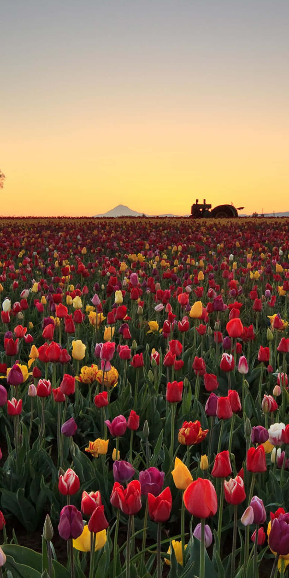 Pixel 3 Flowers Background Of Tulips Field