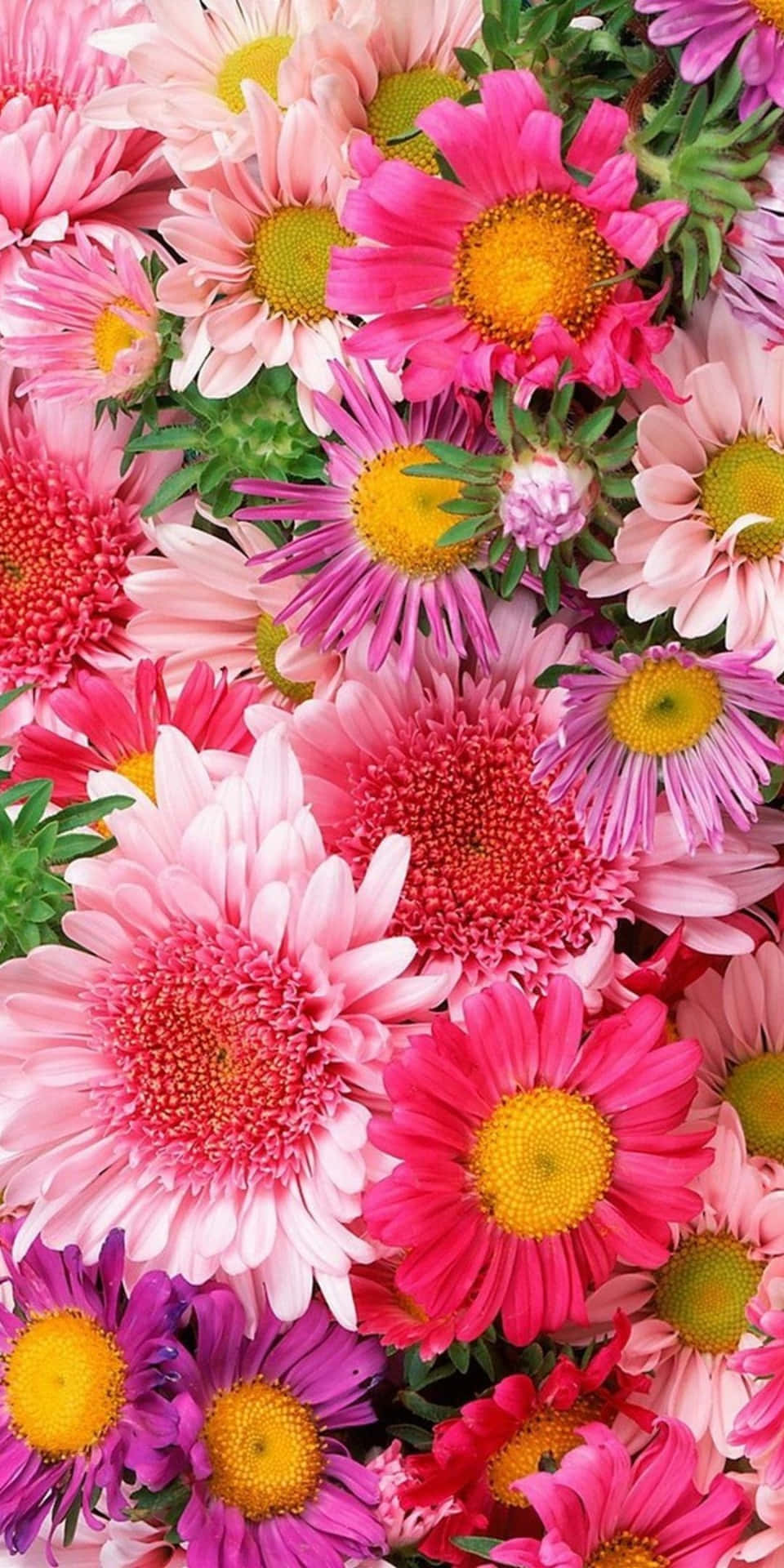Pixel3 Lebhafte Blumen Im Vollen Blütenhintergrund