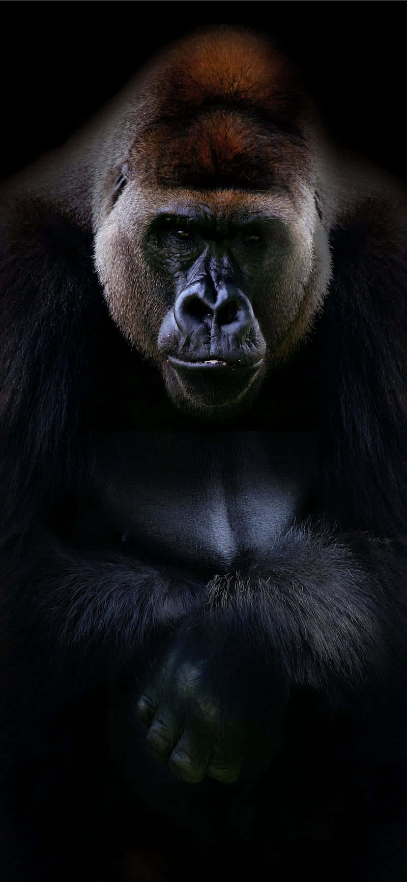 Sfondopixel 3 Gorilla Nero Grande