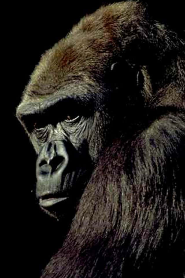 Pixel3 Hintergrund Mit Traurig Blickenden Gorilla
