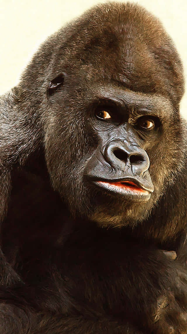 Fundocom A Engraçada Face Do Gorilla Do Pixel 3
