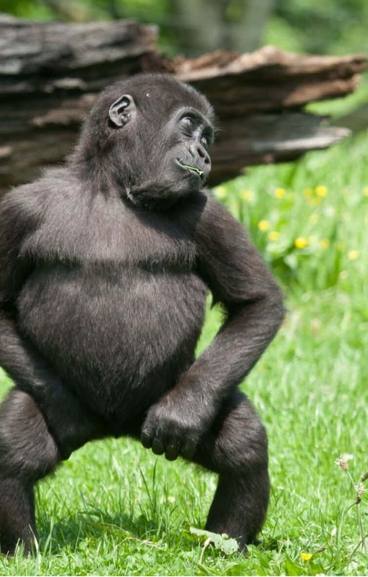 Fondode Pantalla Pixel 3: Divertido Gorila Pequeño