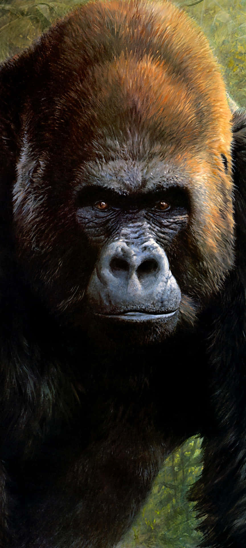 Pixel3 Hintergrund Mit Braunhaarigem Gorilla