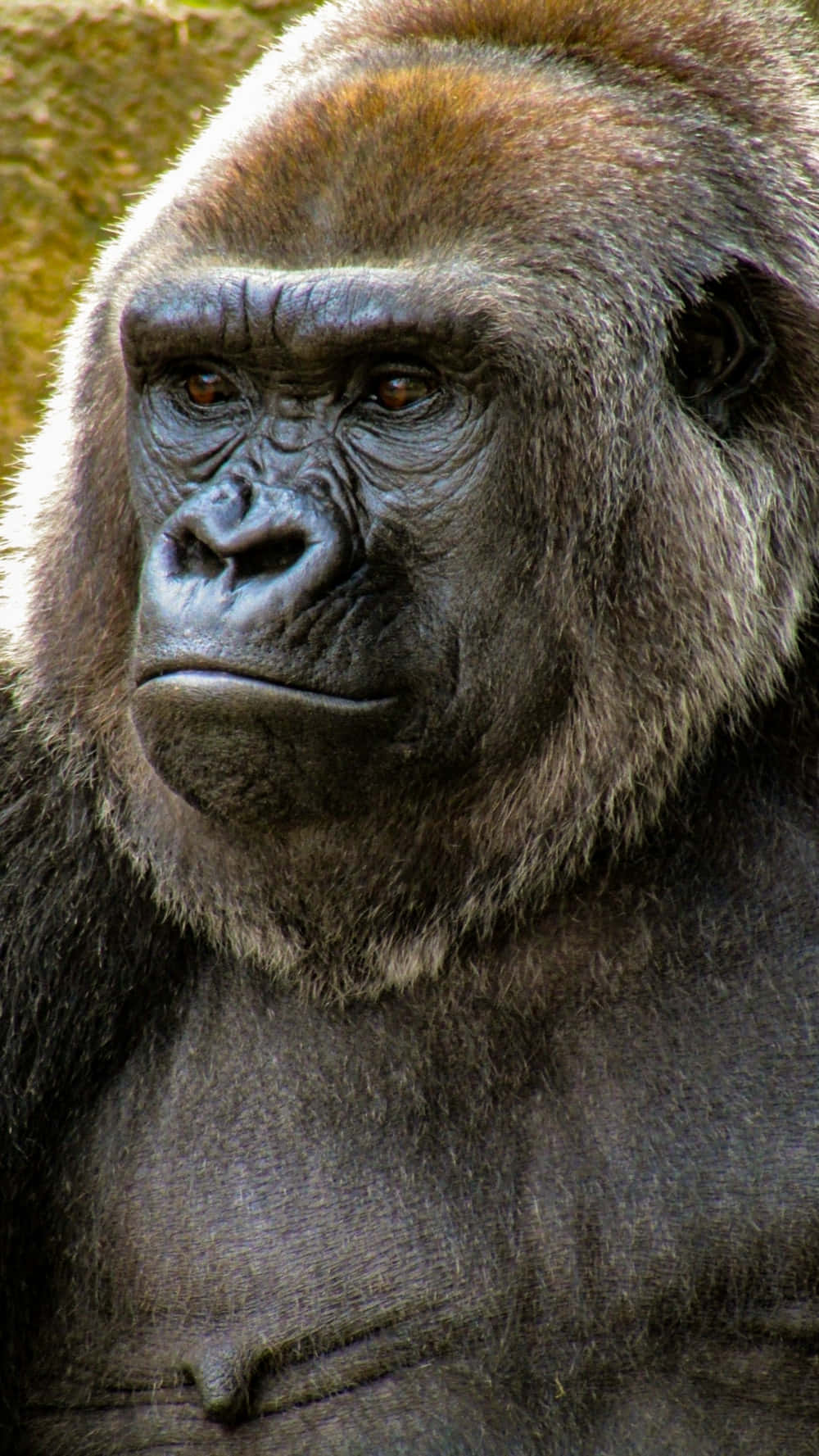 Pixel 3 mørkebrun gorillabaggrund: