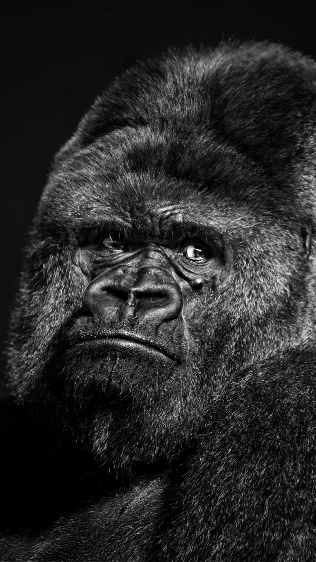 Pixel3 Schwarzer Gorilla Mit Traurigem Gesicht Hintergrund