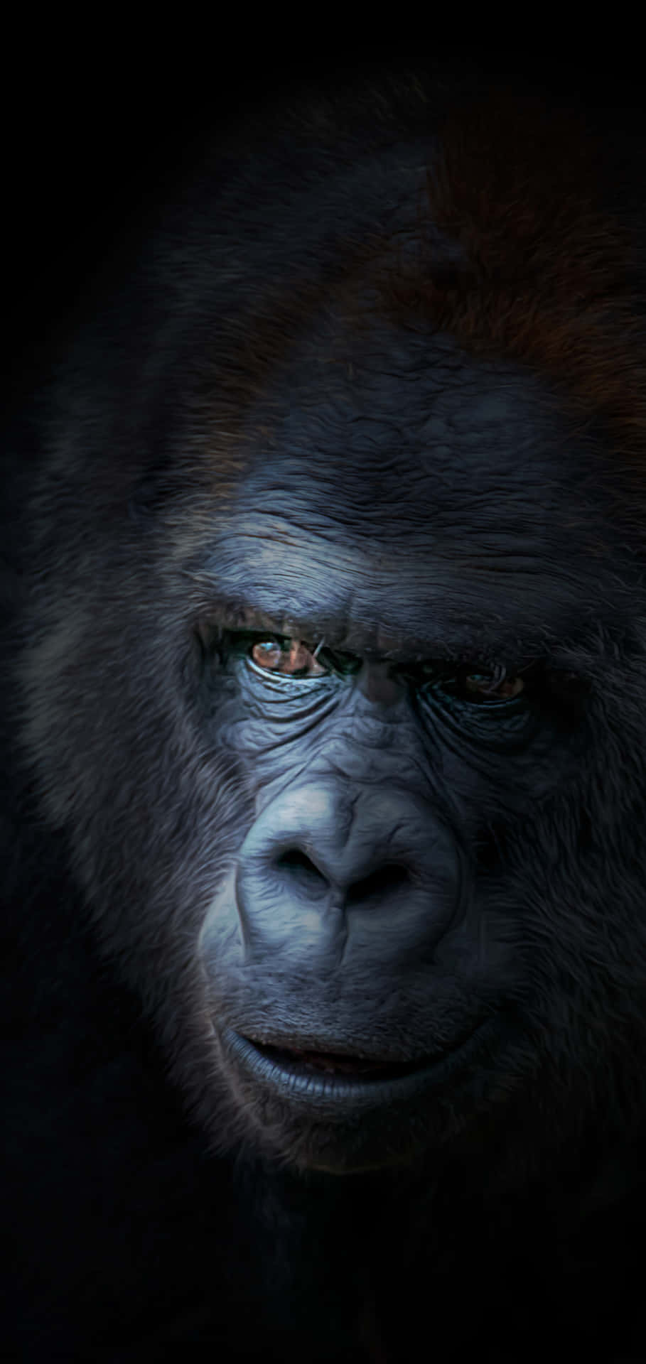 Pixel3 Gorilla-gesicht Hintergrundbild
