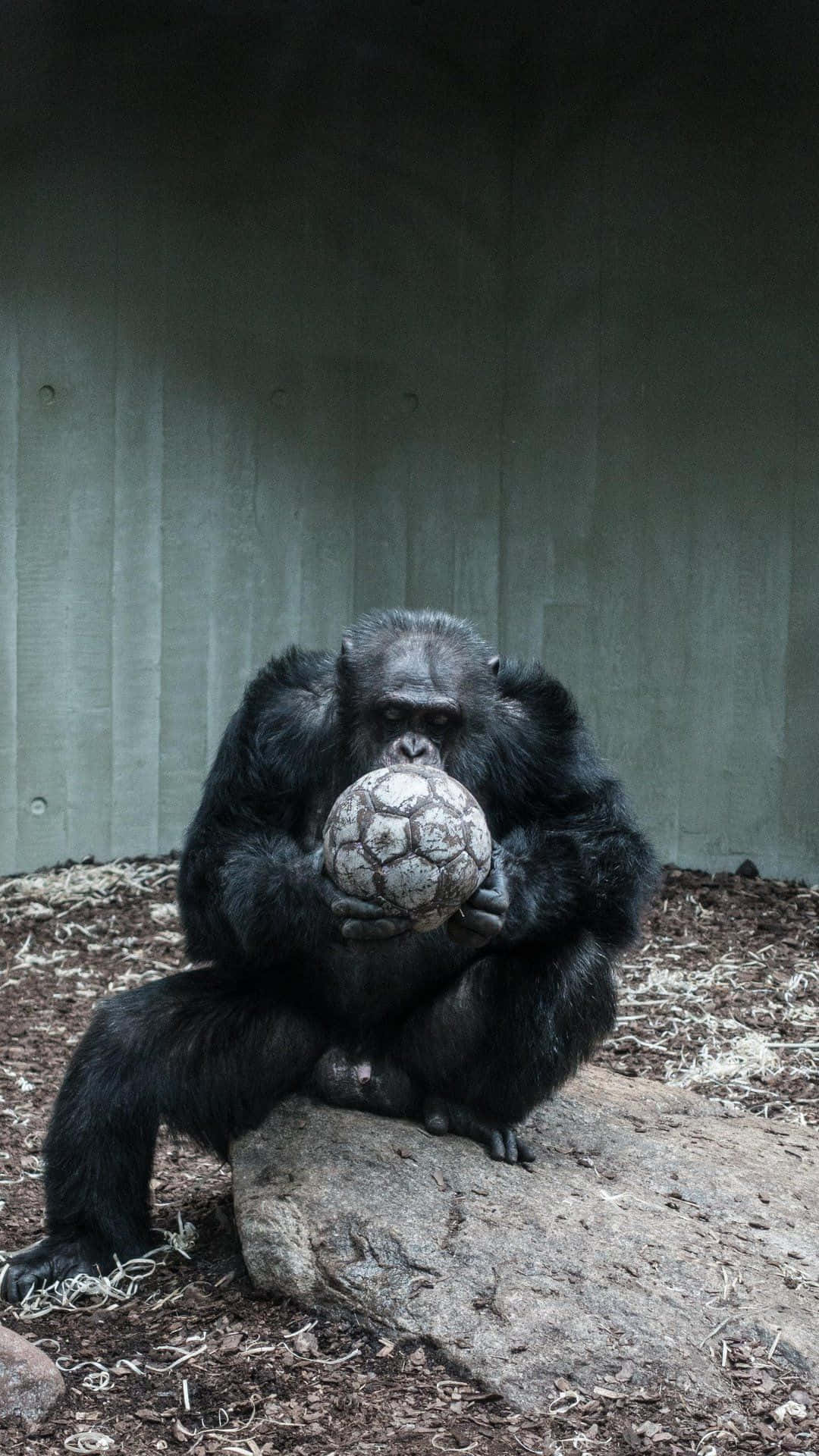 Pixel 3 Gorilla With A Soccer Ball Background