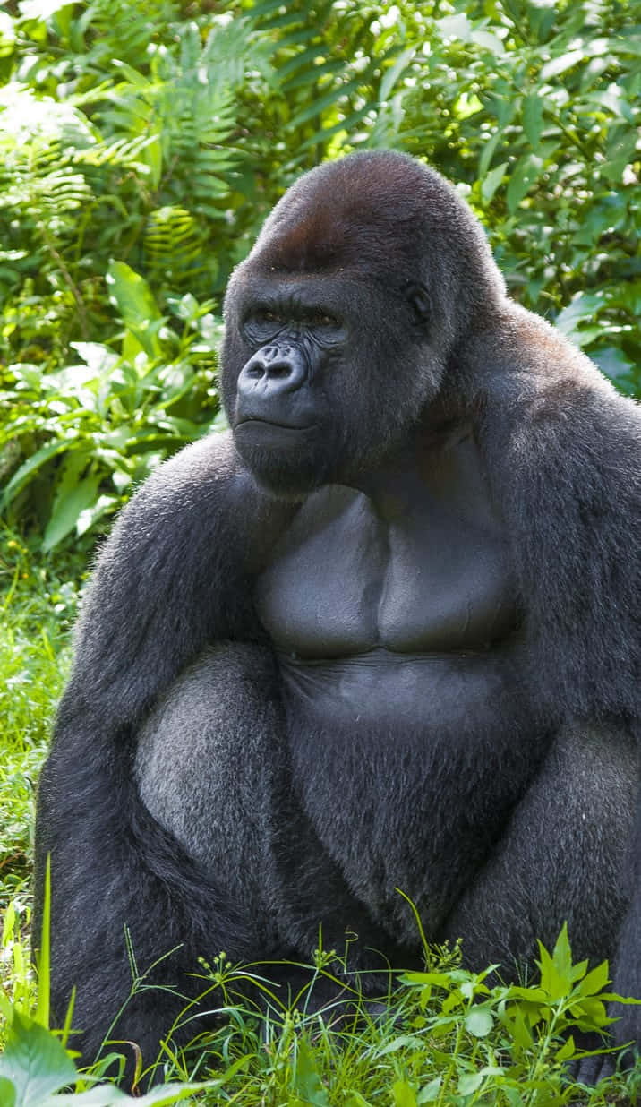 Pixel 3 Gorilla I Dens Habitat Baggrund: