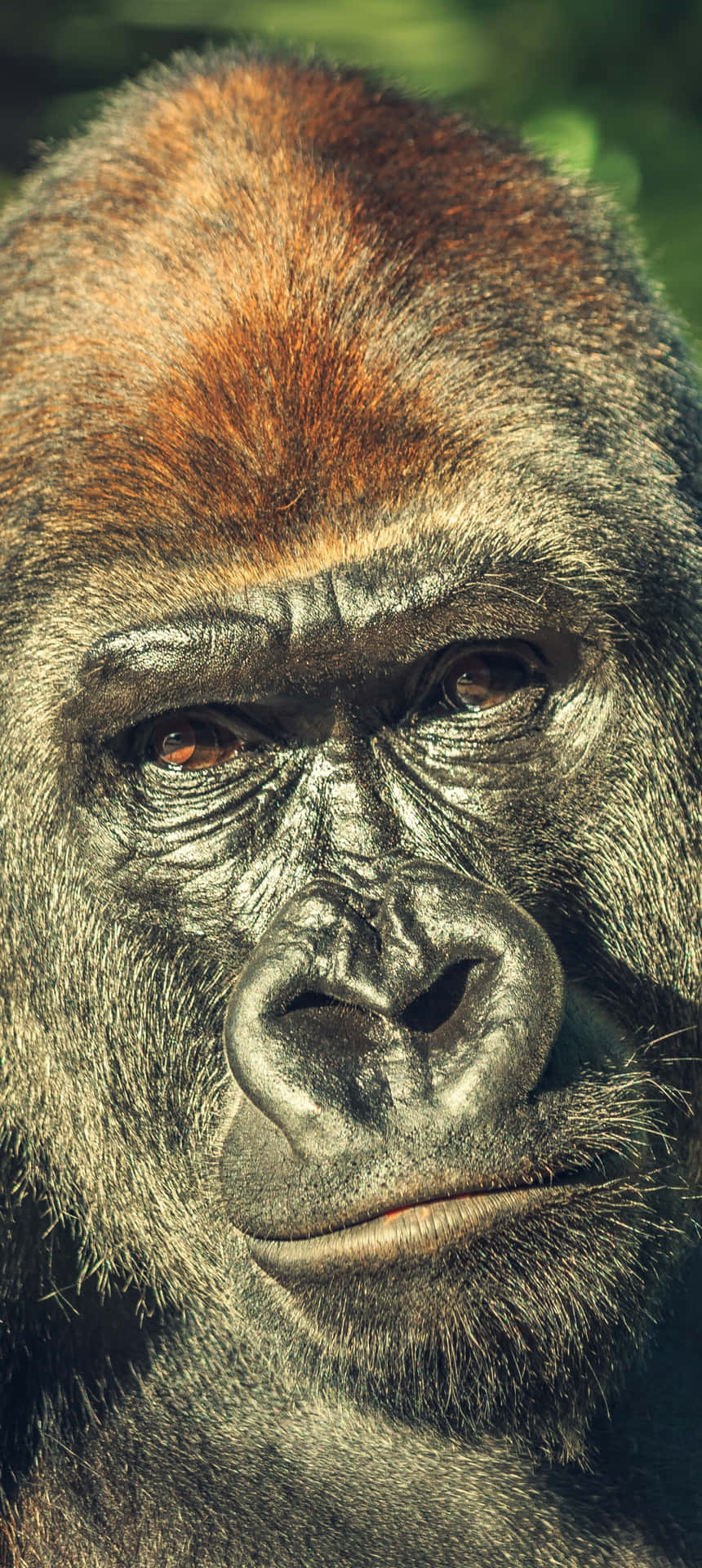 Sfondodel Gorilla Marrone Per Pixel 3