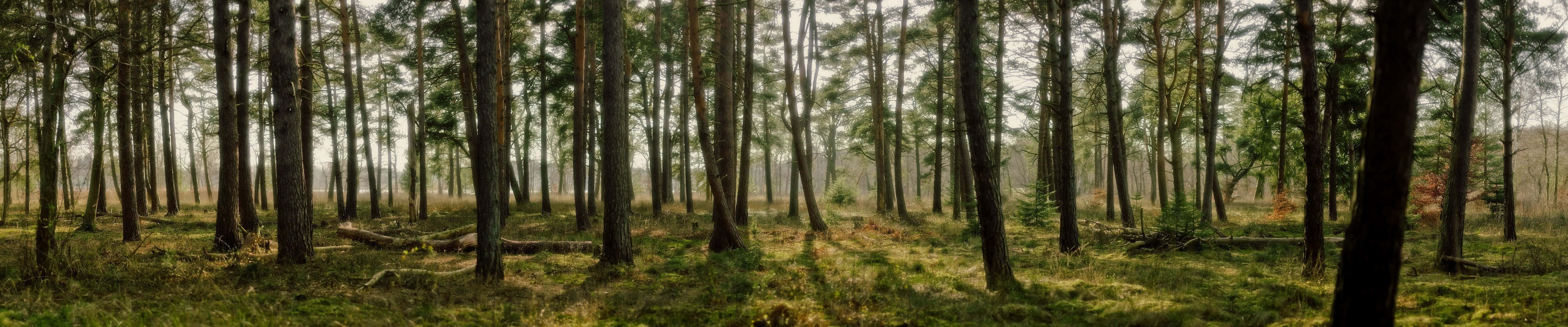 Atemberaubendepanorama-fotografie Eines Waldes Als Hintergrund Auf Dem Pixel 3 Monitor