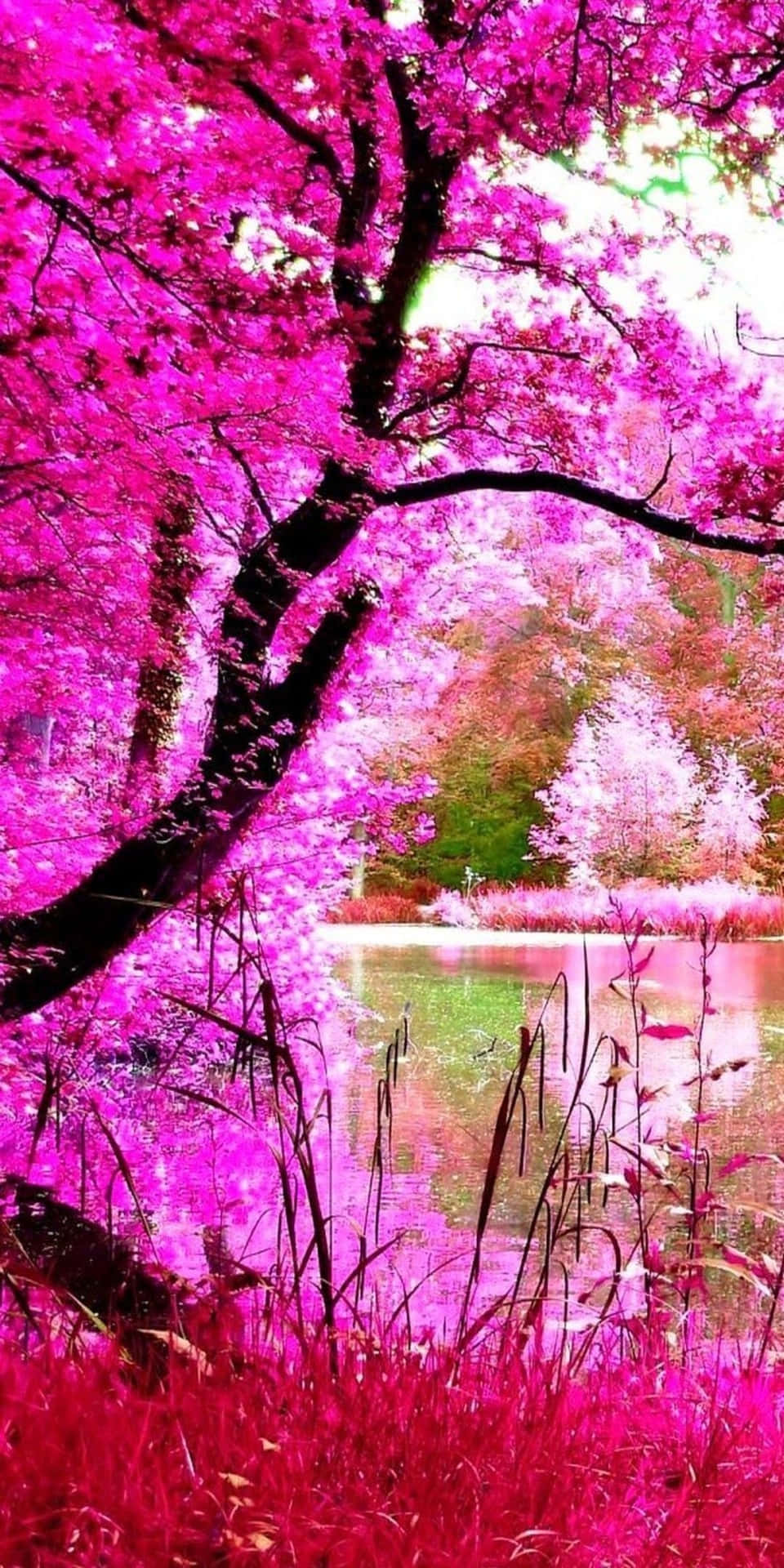 Baggrund med pink træer fra naturen Pixel 3.