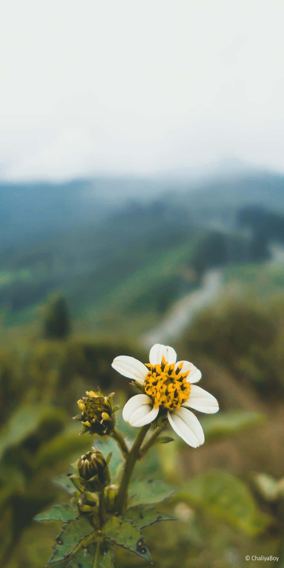 Pixel3 Natur-hintergrund Beggartick Blume