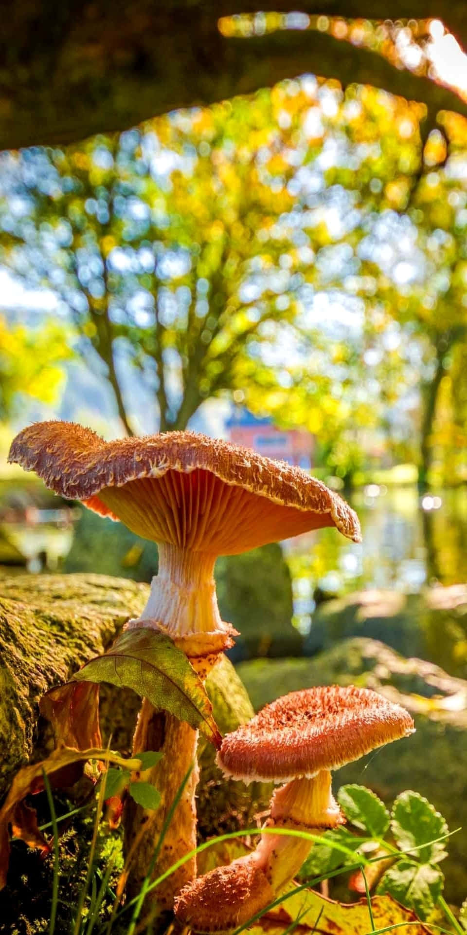 Pixel 3 Nature Background Red Mushrooms