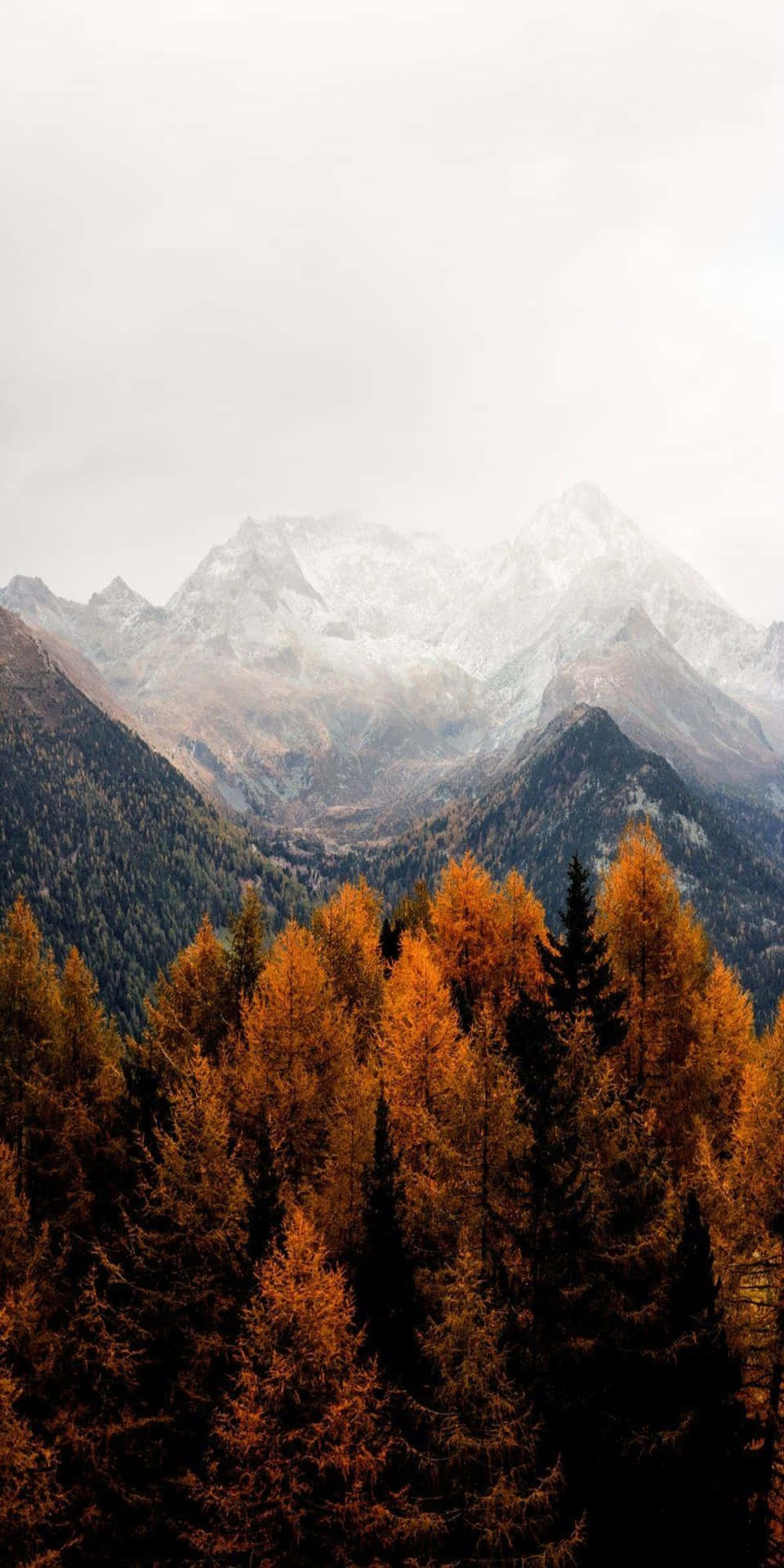 Pixel3 Naturhintergrund Mit Orangefarbenen Bäumen