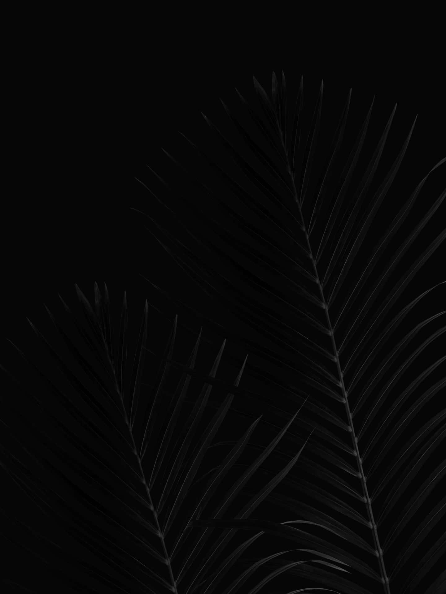 Hochauflösendespixel 3 Oled-hintergrundbild Mit Langen Blättern