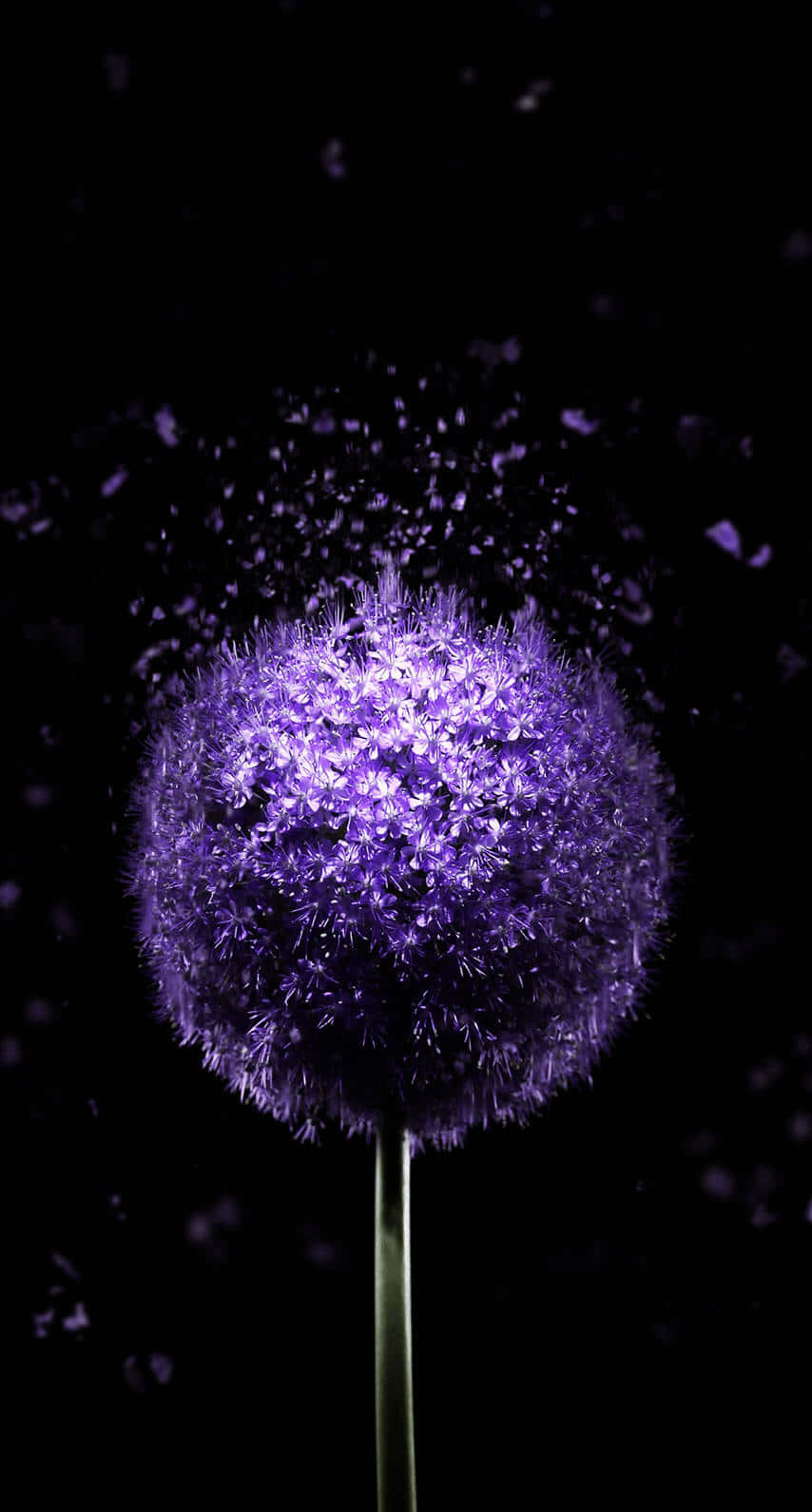 Purple Dandelion Pixel 3 Oled Background