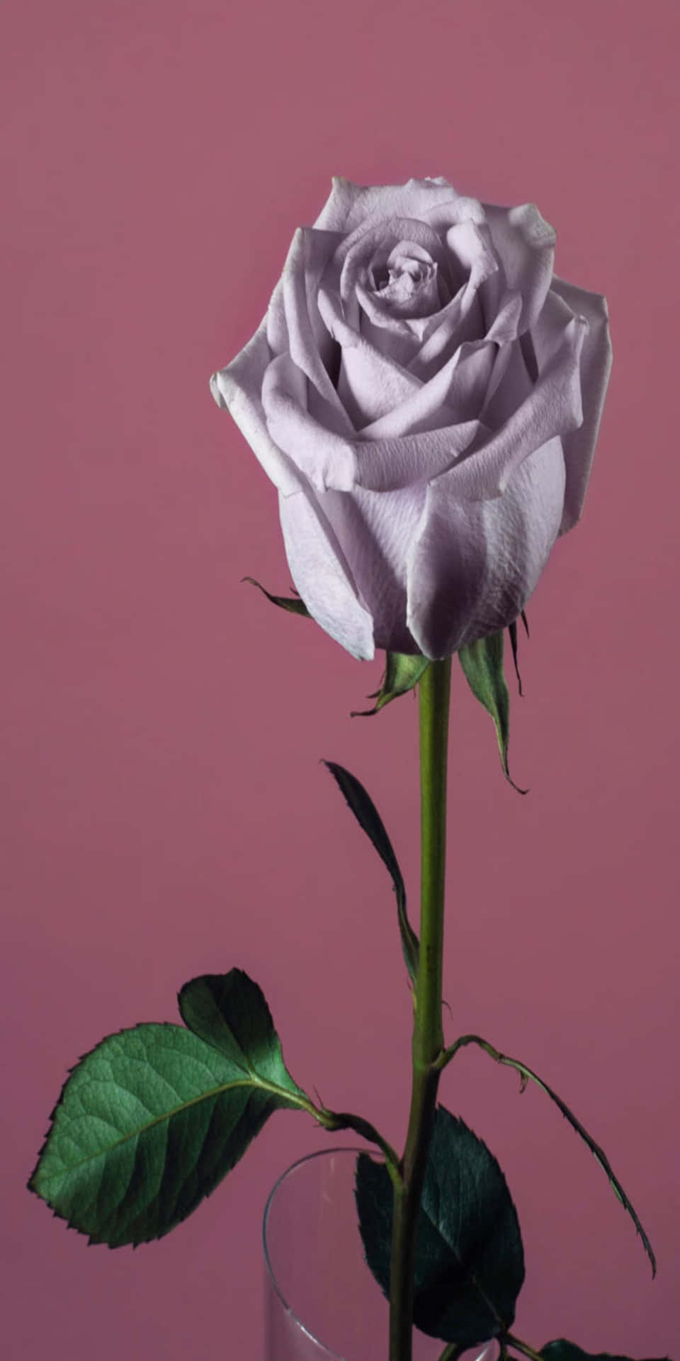 Pixel 3 Light Purple Pink Rose Background