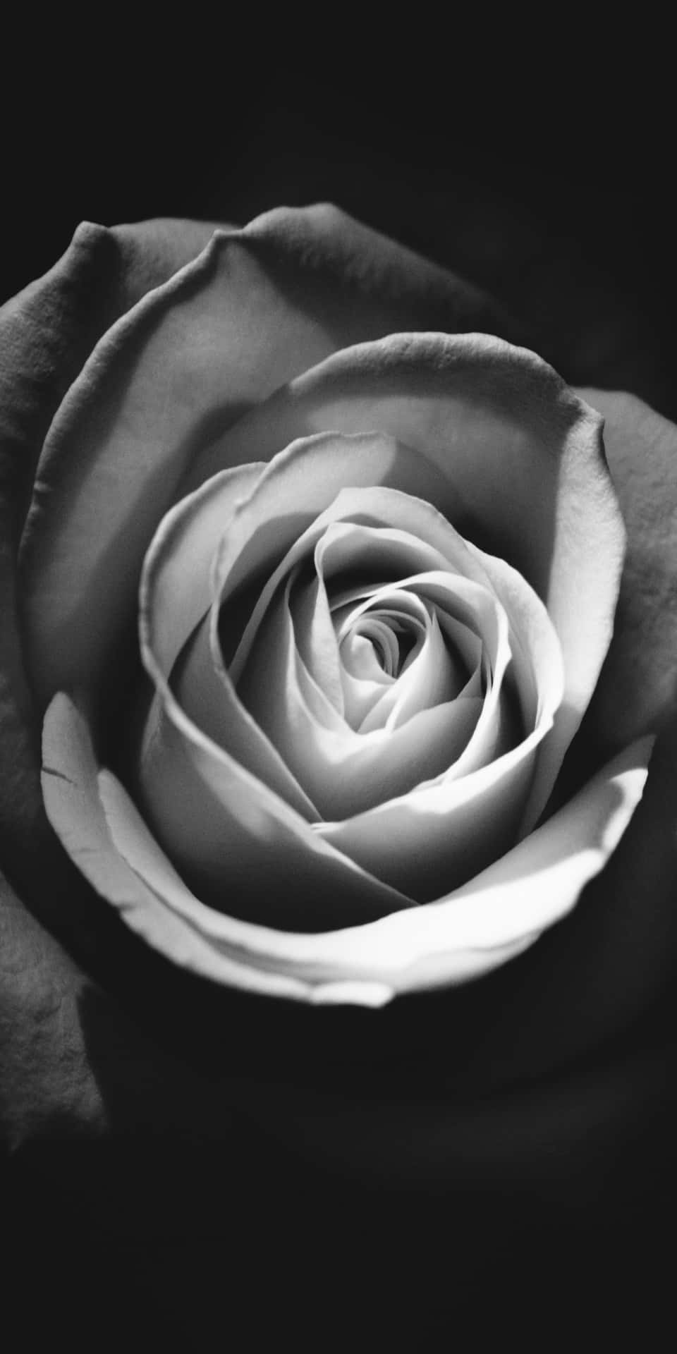 Pixel 3 White Black Rose Background
