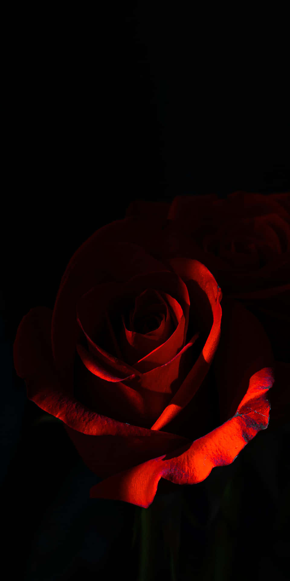 Sfondopixel 3 Rosso Con Rosa Di Oscurità
