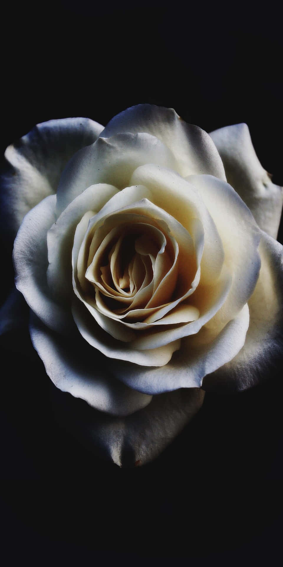 Pixel 3 White Petals Rose Background